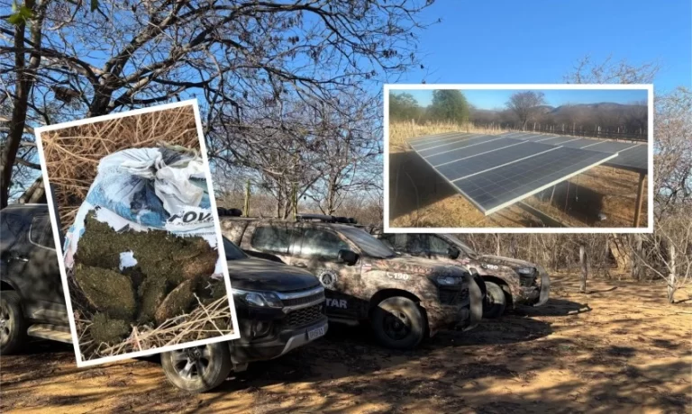 FICCO-Bahia-PM-e-PF-desmontam-roca-de-maconha-que-contava-com-sistema-de-energia-solar